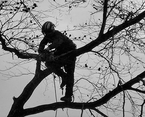 tree-rangers-portfolio